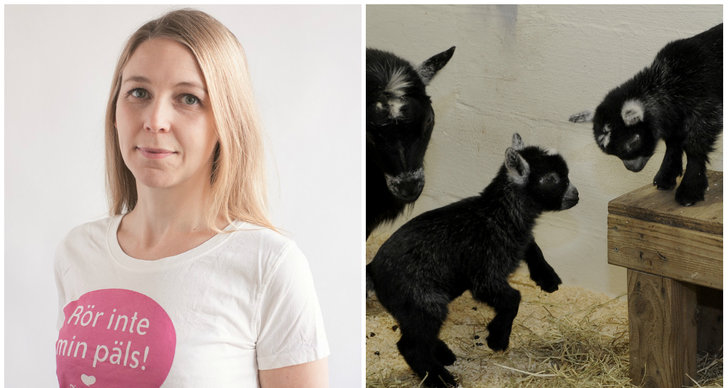 Vegetarian, Djurens rätt, Camilla Björkbom, Köttindustrin, Killingar, Debatt